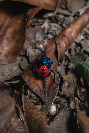 A black and blue bug is sitting on a leaf in the forest.の写真素材