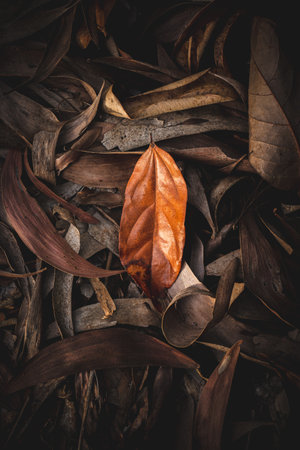 Close up of dry leaf on the floor, vintage tone color.の写真素材