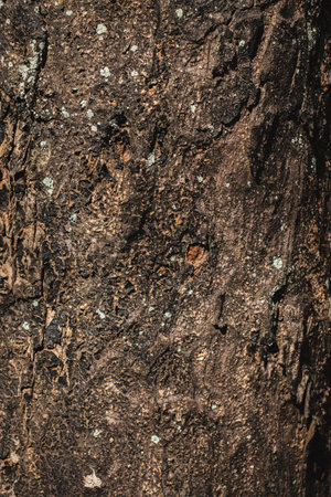 Bark of tree texture. Abstract background and texture for design.の写真素材