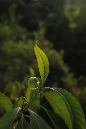 Green leaves of a tree in the morning light, stock photoの写真素材