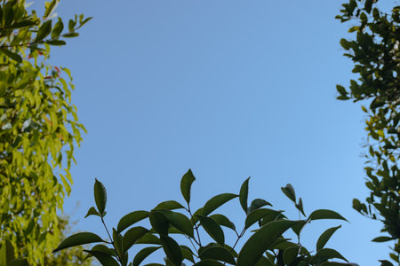 Green leaves on blue sky background. Copy space for your text.の写真素材