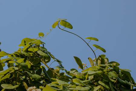 moringa leaves on blue sky background,Moringa oleiferaの写真素材