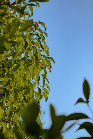 Green leaves on blue sky background. Nature green leaf background. Green leaves on blue sky.