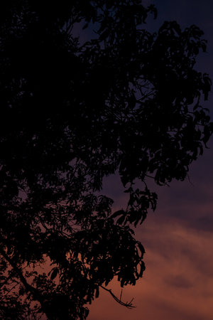 Silhouette of tree at twilight time. Nature background and texture.の写真素材