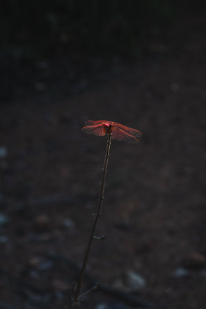 Red dragonfly resting on a twig in the forest at sunsetの写真素材