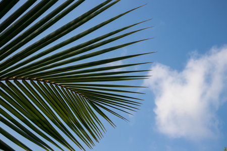 Coconut leaf against the blue sky with white clouds background.の写真素材