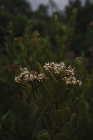 Late bloom Flowers of Indian Blackberry plant, Selective focus.の写真素材