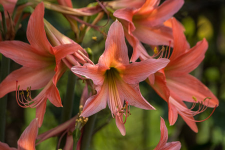 A close-up of a lily flower head with fresh petals, delicately exhibiting its fragility and beauty in natures growth.の写真素材