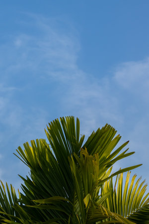 A lush, vibrant green palm tree stands tall against a backdrop of fluffy white clouds in an idyllic tropical paradise.の写真素材