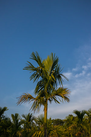 areca palm, arecanut, beauty in nature, blue, cloud, environment, flower, growth, land, leaf, no people, outdoors, plant, scenics - nature, sky, tranquility, travel, travel destinations, tree, tropical climate, tropical tree, tropicsの写真素材