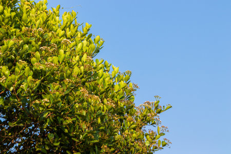 A vibrant shrub in a low angle view against a clear blue sky, with lush green leaves growing from its branches.の写真素材