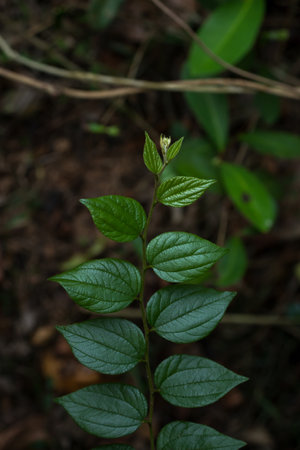 A close-up view of vibrant green foliage and petals, a reminder of the beauty and freshness found in...