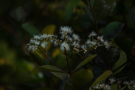 A vibrant close-up of a delicate flower in its natural environment, surrounded by lush greenery.