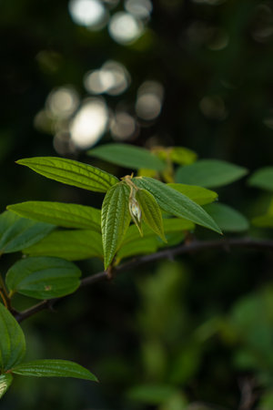 Vibrant nature: flowers, leaves, branches, foliage. Animal themes, no people.の写真素材