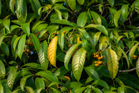 Verdant rainforest: green growth, vibrant foliage, colorful flowers, no people. Lush and vibrant.の写真素材