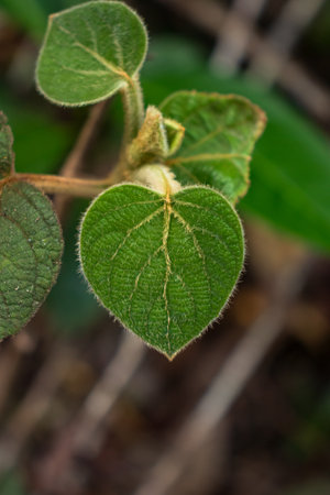 Green Heart-Shaped Leaf in Close-up Macro Photography of Plant Growthの写真素材