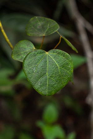 Vibrant blooms in nature, close-up of flowers, fresh foliage, organic plant growth.の写真素材