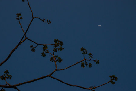 Lush forest, clear sky, green leaves, peaceful nature, tranquil beauty.の写真素材