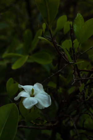Delicate flower close-up with green leaves. Natural beauty in white.の写真素材