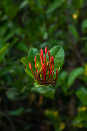 Enchanting close-up of a blooming ixora flower amidst lush greenery.の写真素材