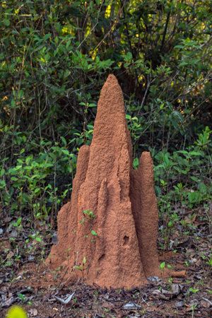 A termite colony builds an anthill in soil near a tree with no people.の写真素材