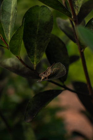 Vibrant Macro Photography: Close-up of Leaf and Green Grasshopper on Leafの写真素材
