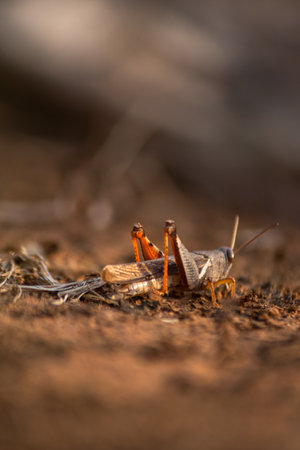 Fascinating bug close-up with selective focus on vibrant leaves. Grasshopper.の写真素材