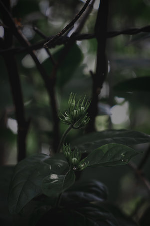 Lush green jasmine branch with delicate flower buds and vibrant leaves.