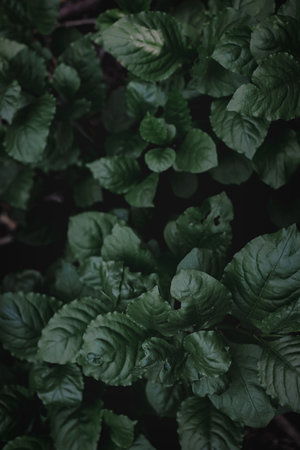 Vibrant green leaf showcasing growth and freshness. Moody tone, shiny.の写真素材