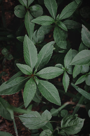 Botanical beauty showcases vibrant flower, green growth, and moody green ambiance.の写真素材