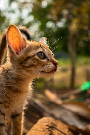 Curious cat, happy feline, natural wildlife, small to medium-sized, outdoor portrait.の写真素材