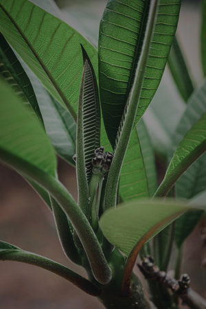 Vibrant blossom with intricate botanical details in a green environment.