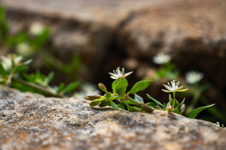 Delicate white flower in macro photography, showcasing growth and plant details.の写真素材