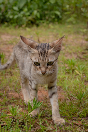 A small to medium-sized wild cat in a grassy portrait.の写真素材