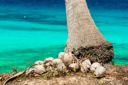 Coconut on the floor under The Coconut Treeの写真素材