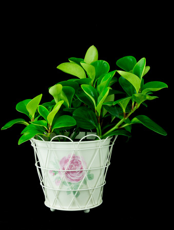 Green peperomia on black backgroundの写真素材