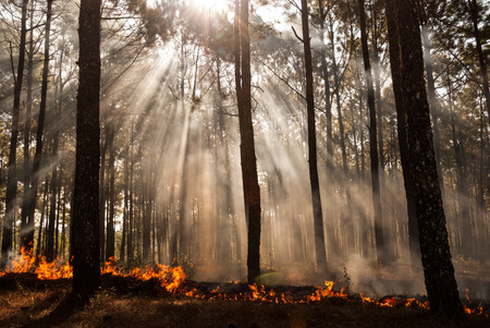 wildfire at Mae Hong sorn ,Thailandの写真素材