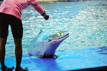 Dolphins at show, Thailandの写真素材
