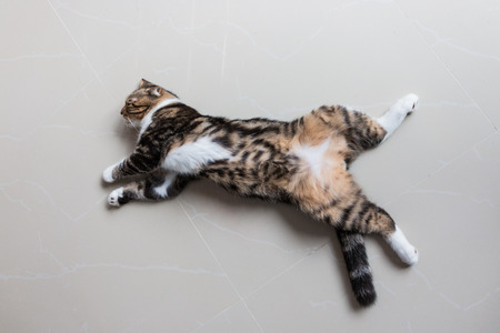 sleeping catの写真素材