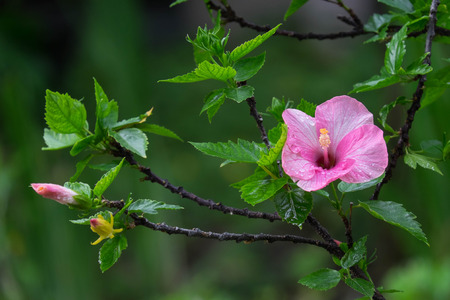 Pink China rose bloomingHibiscus rosasinensis Lの写真素材