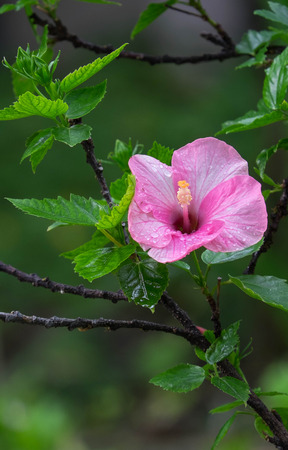 Pink China rose bloomingHibiscus rosasinensis Lの写真素材