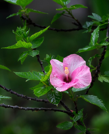 Pink China rose blooming(Hibiscus rosa-sinensis L)の写真素材