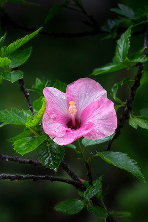 Pink China rose blooming(Hibiscus rosa-sinensis L)の写真素材