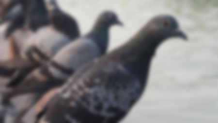blurred pigeon in the public parkの写真素材