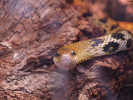 Rat snake (Elaphe taeniura)の写真素材