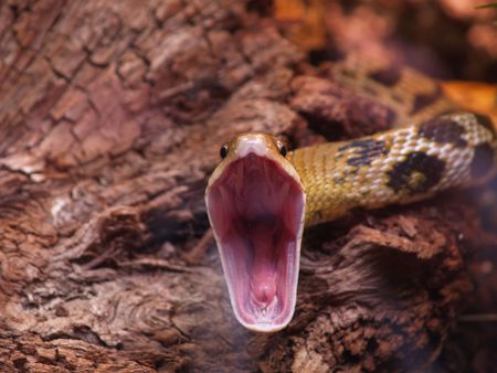 Rat snake (Elaphe taeniura) ready to attackの写真素材