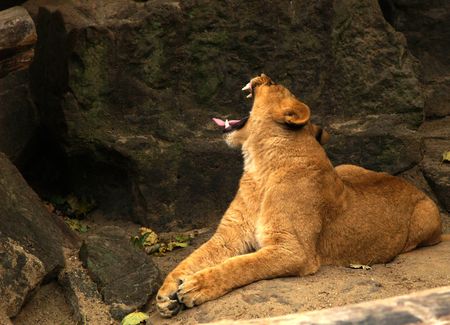 yawning lionessの写真素材