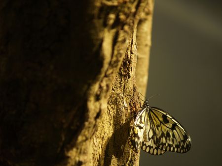 White paper kite (Idea leuconoe)の写真素材