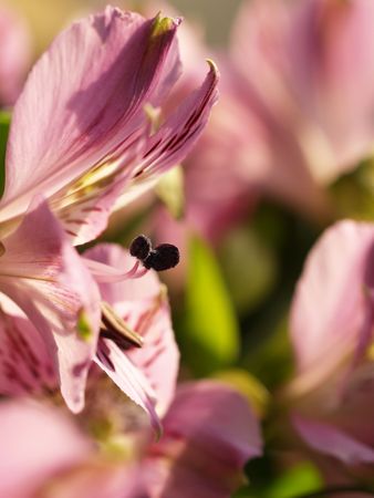 A beautiful Peruvian Lilly (Alstroemeria aurea) with shallow depth of fieldの写真素材