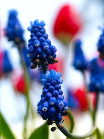 Blue grapes with red tulips in the backgroundの写真素材